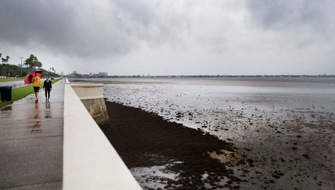 tampa bay irma ¿Por qué desaparece el mar en las playas tras el paso de un huracán?