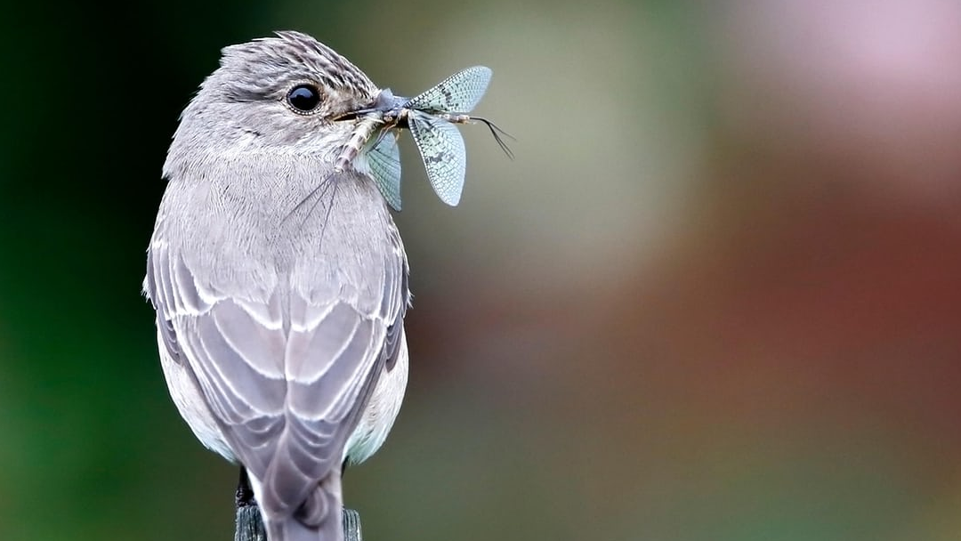 pajaro comiendo Catástrofe ecológica: Alemania pierde el 76% de sus insectos voladores