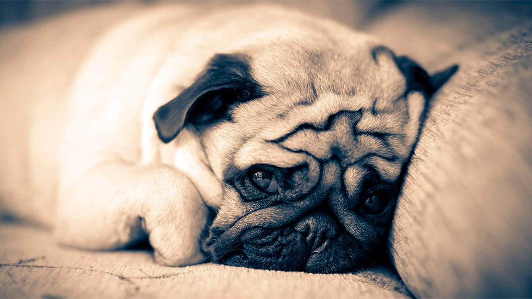 perro 1 Reino Unido aprueba ley en contra de los animales: “no sienten emociones ni dolor”