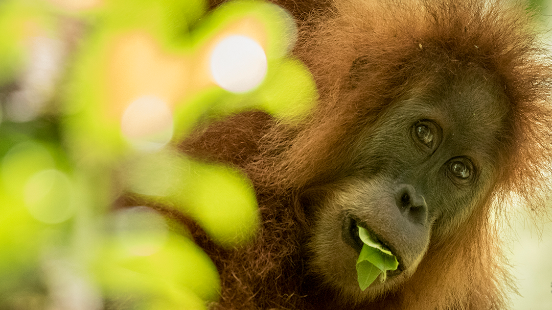 Encontraron una nueva especie de orangután, pero está en peligro de extinción