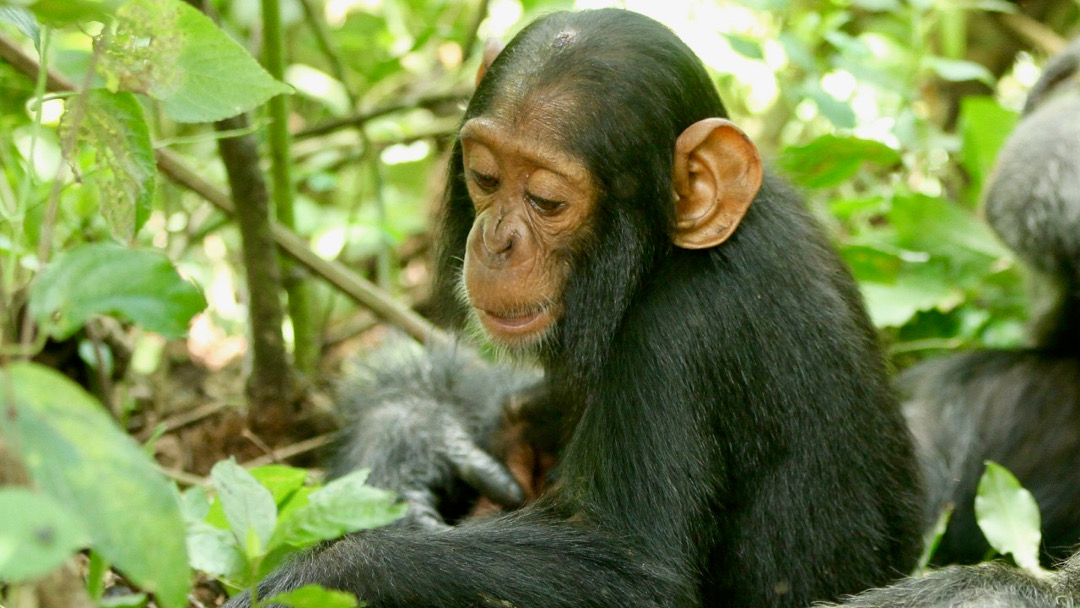 Una gripe humana común puede contagiarse y matar a los chimpancés 21 betty Una gripe humana común puede contagiarse y matar a los chimpancés