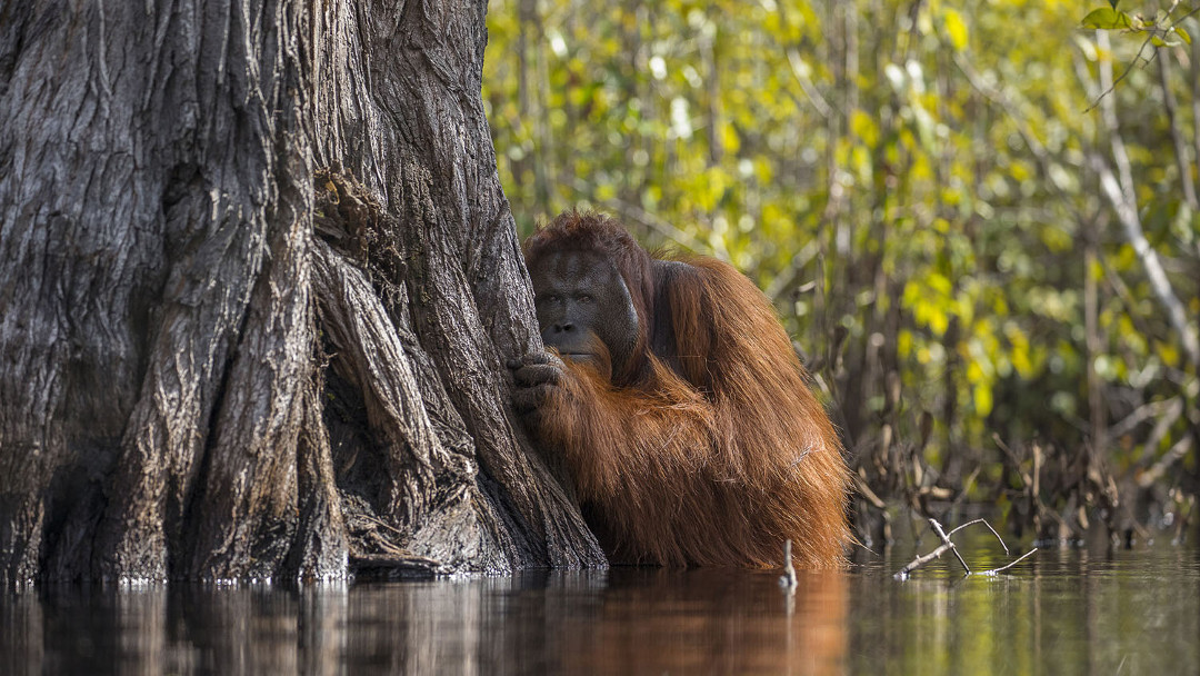 portada Estas son las fotos ganadoras del concurso anual de National Geographic en 2017