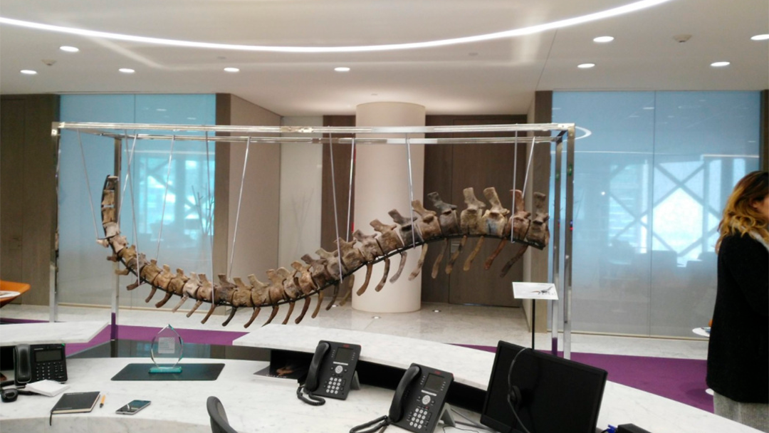 dino Subastan cola de dinosaurio para reconstruir escuelas tras sismos en México