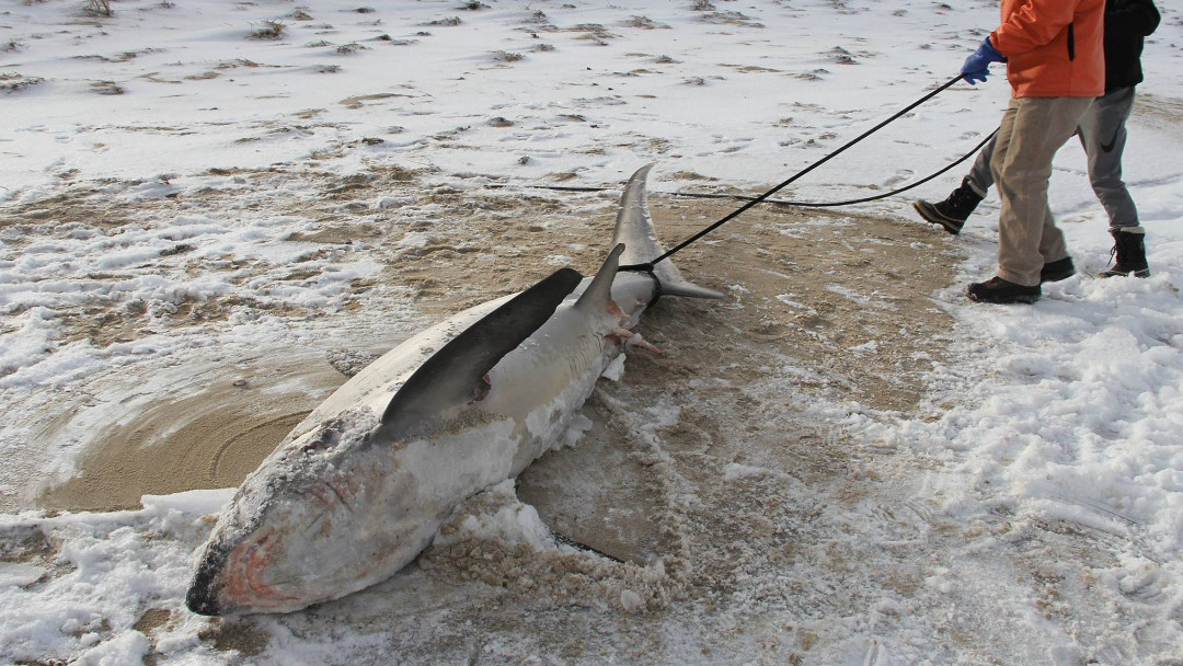 Tiburones congelados