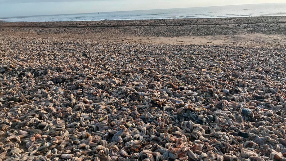 estrellas de mar reino unido Esta es la razón por la que aparecieron muertas miles de estrellas de mar en Reino Unido