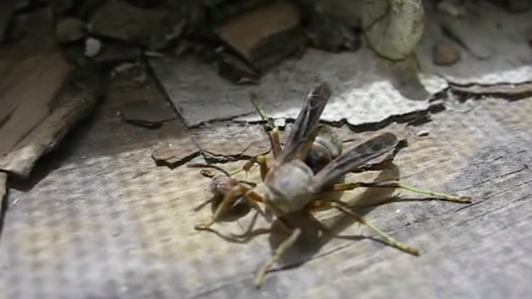avispa decapitada Captan en video a una avispa decapitada recoger su cabeza del suelo