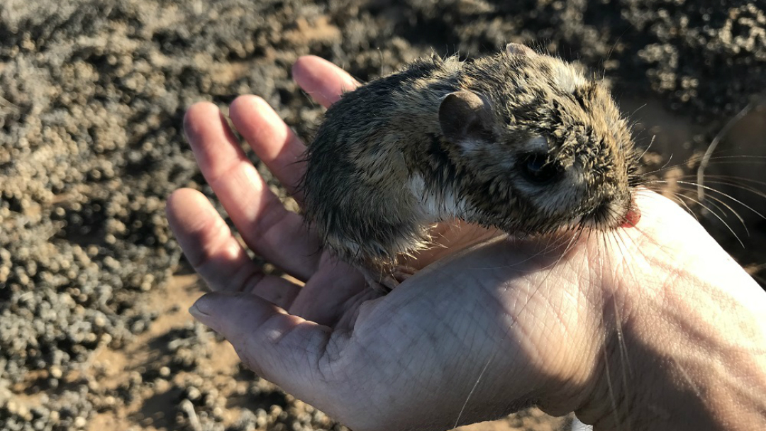 Luego de 32 años reaparece en México la rata canguro de San Quintín 16 Reaparece la Rata Canguro de San Quintin