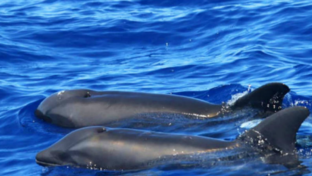 Descubren un híbrido entre ballena y delfín en Hawai