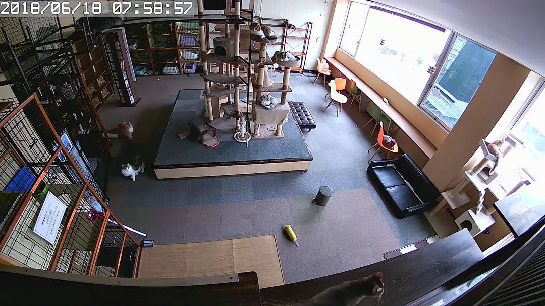 ¿Este video demuestra que los animales pueden “presentir” los sismos? 18 Gatos-presienten-sismo-video