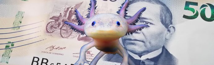 Un ajolote sobre un billete de 500 pesos
