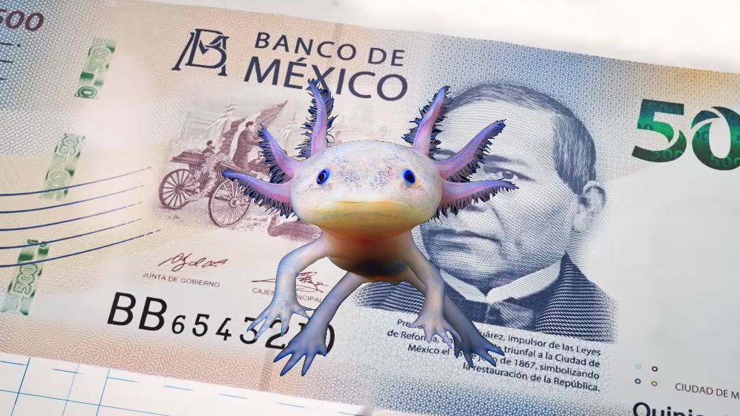 Un ajolote sobre un billete de 500 pesos