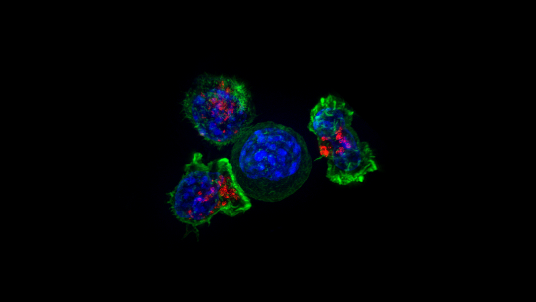 Descubren una droga que detiene el cáncer sin dañar las células sanas