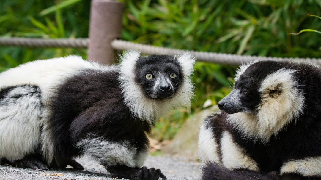 Los lémures son la especie de primates más amenazada del planeta