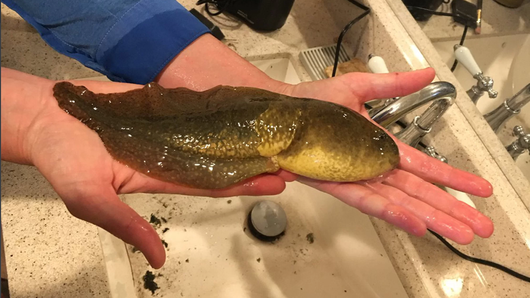 renacuajo de rana toro más grande de la historia