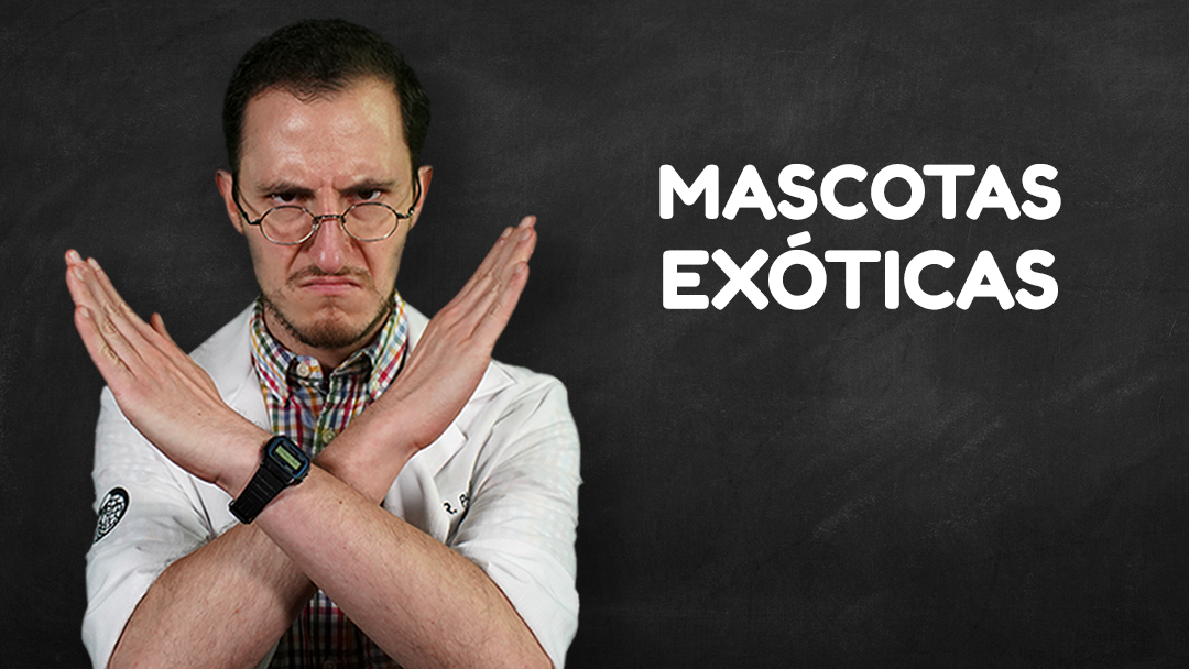 044-dr-pangolin-trafico-ilegal-mascotas-exoticas