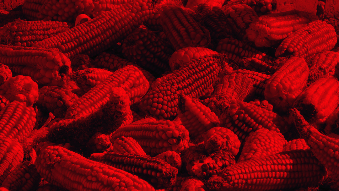 Estados Unidos se adjudica descubrimiento de un tipo de maíz