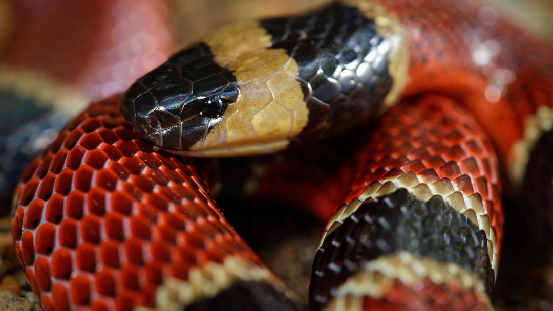 Micrurus nigrocinctus