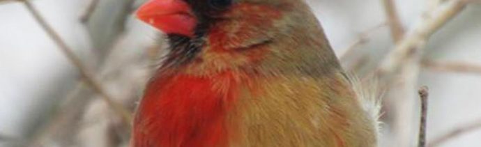 imagen de un cardenal macho hembra