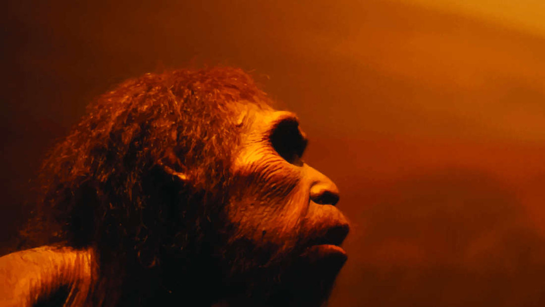 Imagen de un neandertal en un museo