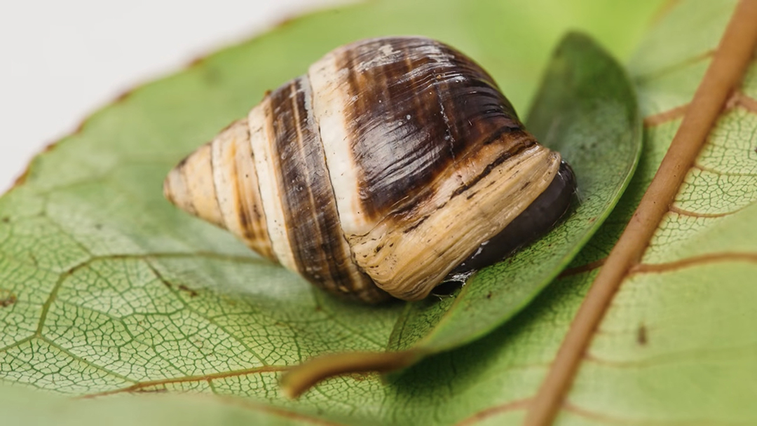 george el caracol George, el último caracol de su especie, muere en Hawái