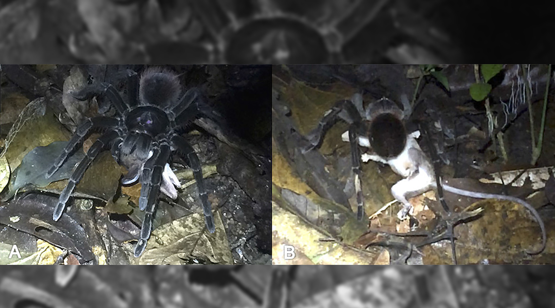 Tarántula-Marsupial-Amazonas-Video
