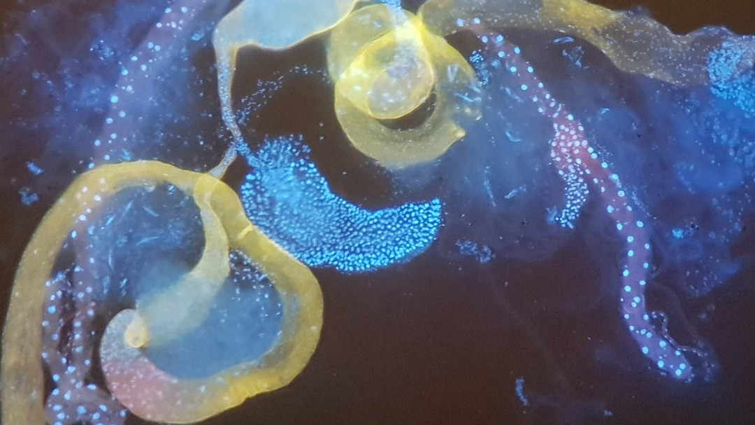 ¿Por qué los testículos de esta mosca de fruta parecen una galaxia? 13 testiculo mosca de fruta