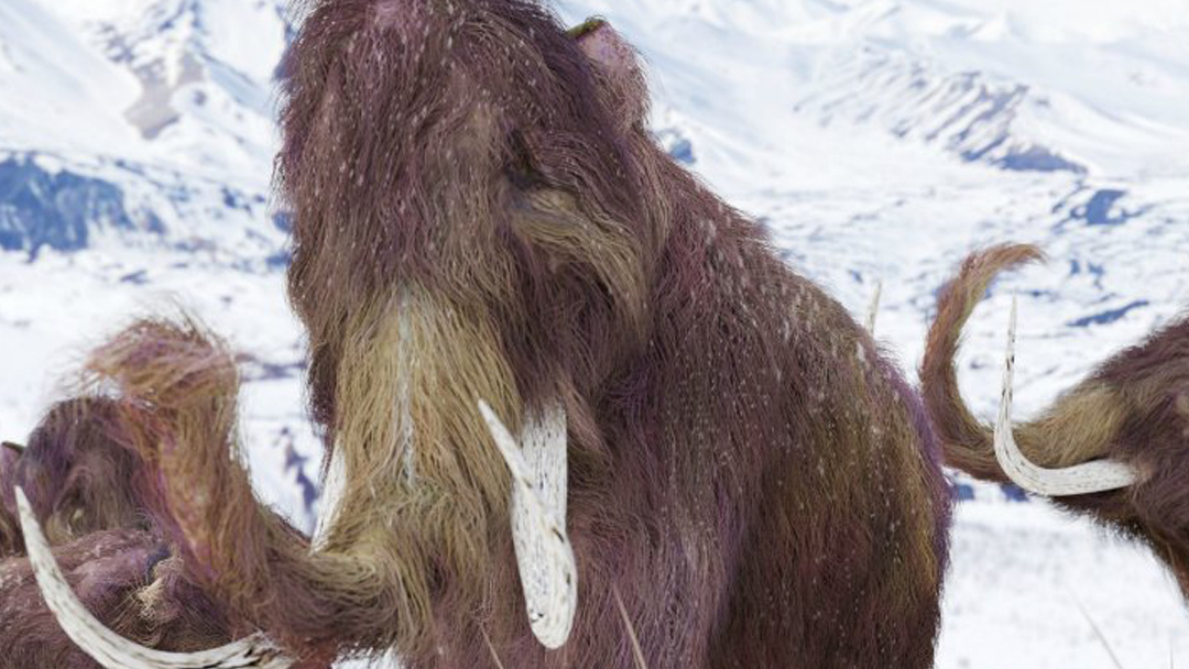 Mamut, Células, Científicos, Revivir