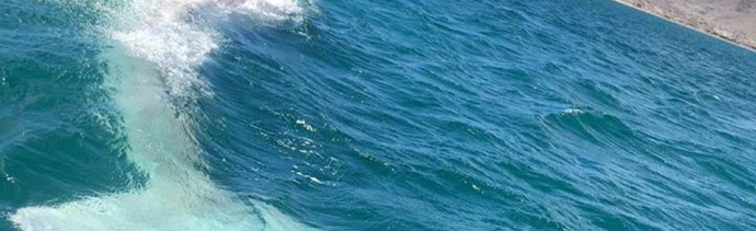 Ballena Blanca en Baja California
