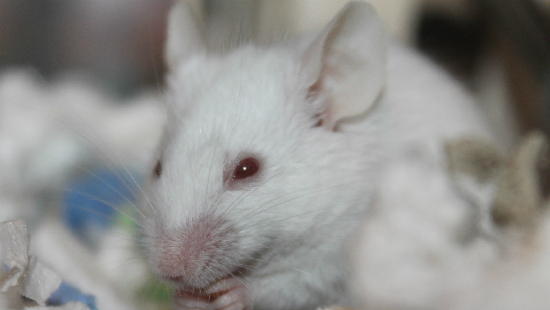 Cancer-Pulomones-Estomago-Raton