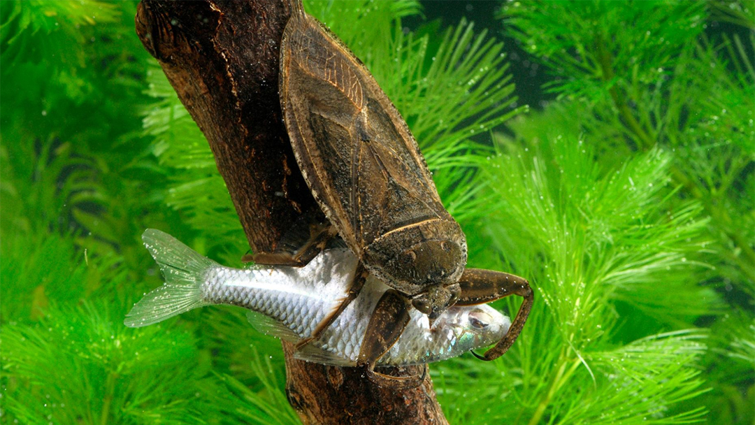 Chinche-Agua-Ranas-Serpientes