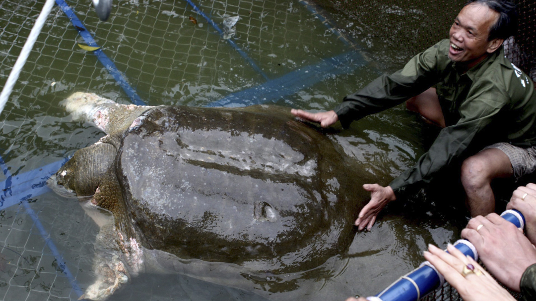 Especie de tortuga al borde de la extinción al morir la última hembra conocida en China 14 Tortuga Gigante, Caparazón Blando, Yangtzé, Extinción