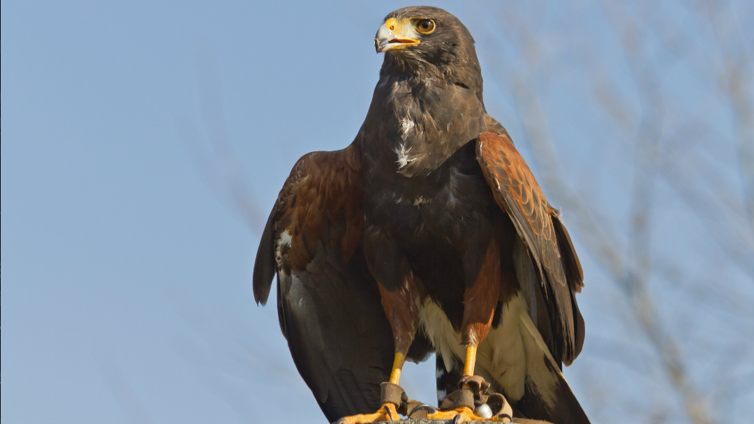 Aguila de Harris-Metro-CDMX