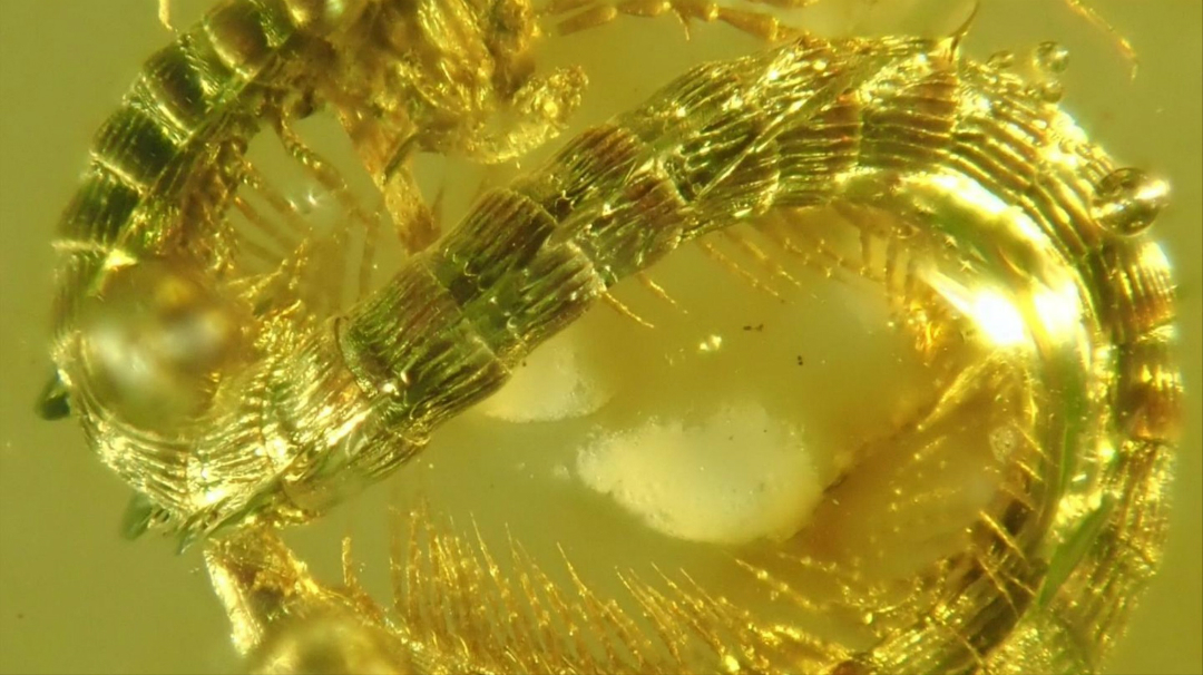 Encuentran fósil de una nueva especie de milpiés que vivió con los dinosaurios 11 milpiés-Fósil-Dinosaurios