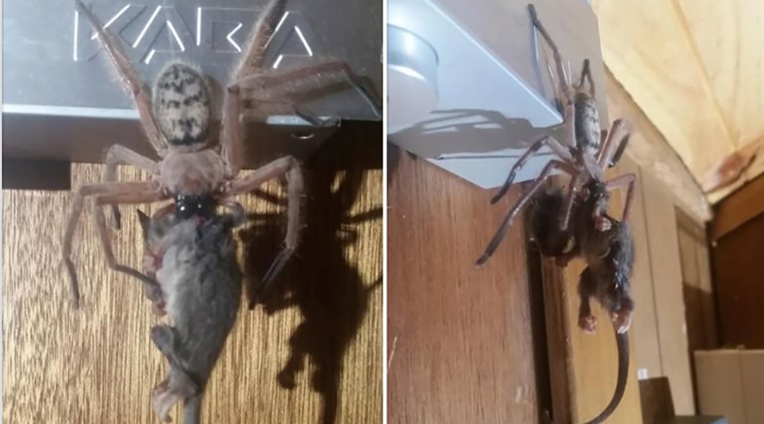 arana gigante zarigueya Esta foto de una araña cazadora gigante comiéndose una zarigüeya se volvió viral