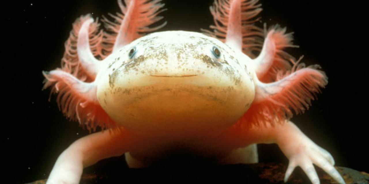 Mueren 14 Ajolotes de Parque Tezozómoc