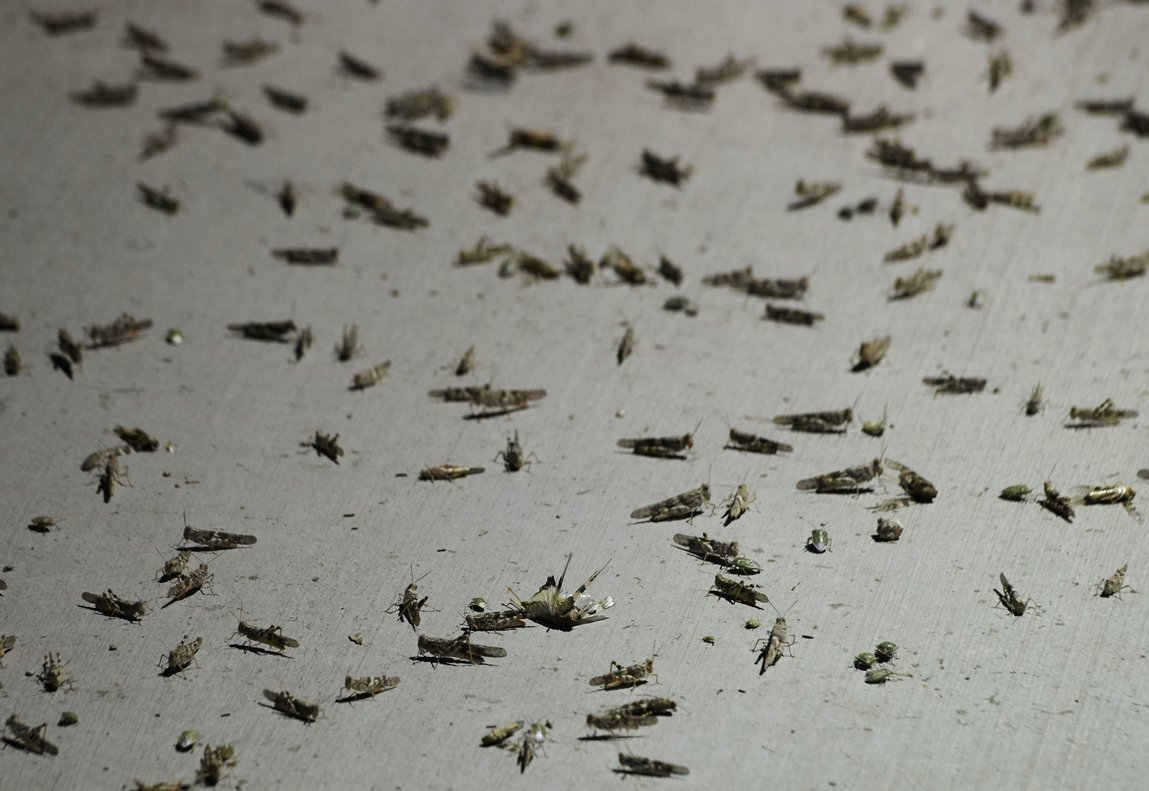 Plaga de saltamontes en Las Vegas.