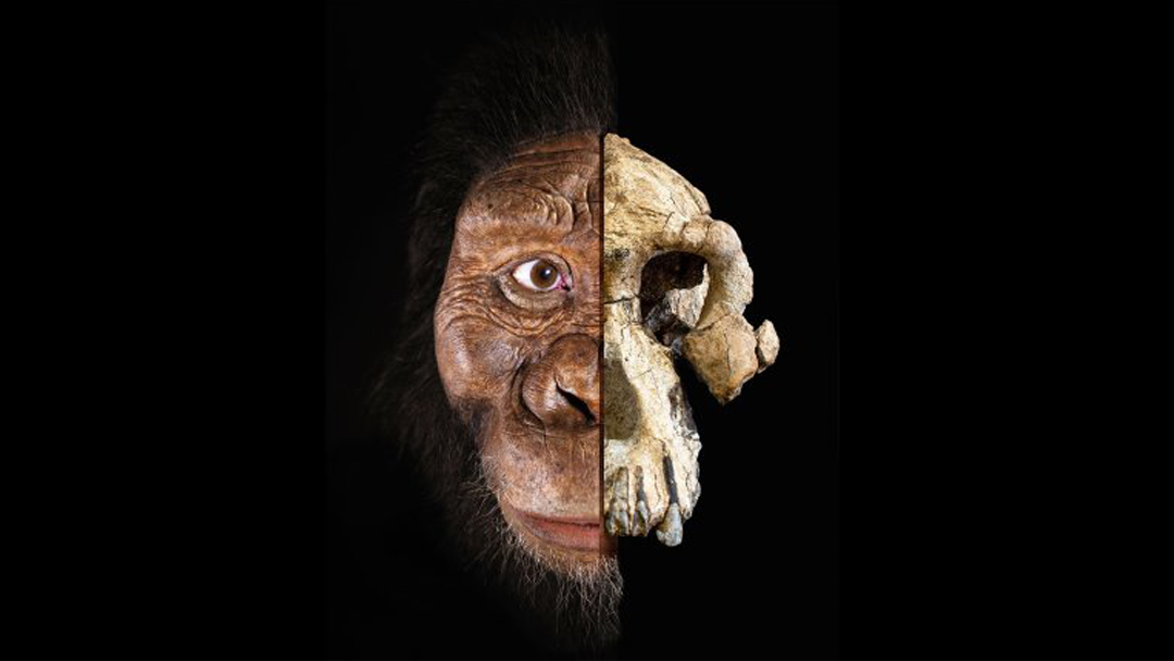29/08/19 Ancestro Humano, Australopithecus Anamensis, MRD, Lucy