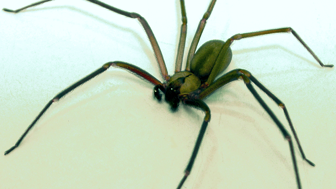 Araña Reclusa Parda