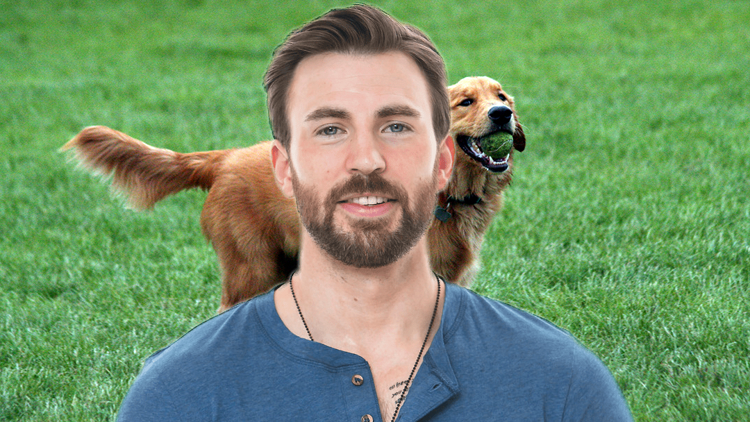 Esta cuenta de Twitter compara a Chris Evans con Golden Retrievers y es tan cute 25 Chris Evans Golde Retriever Twitter