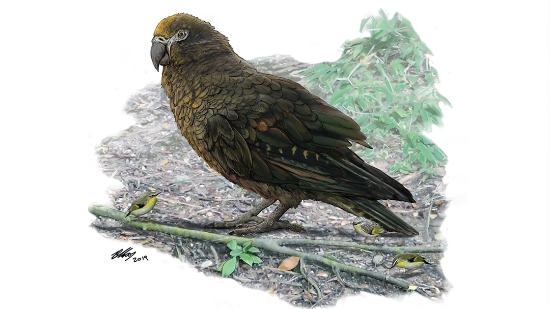 Loro Gigante Heracles Nueva Zelanda