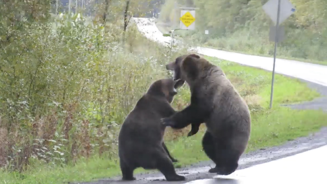 20/09/19, Oso Grizzly, Pelea Carretera, Canadá, Video