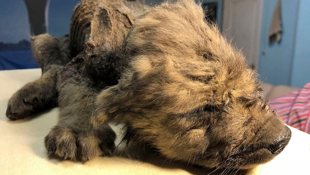 Perro 18000 años Siberia