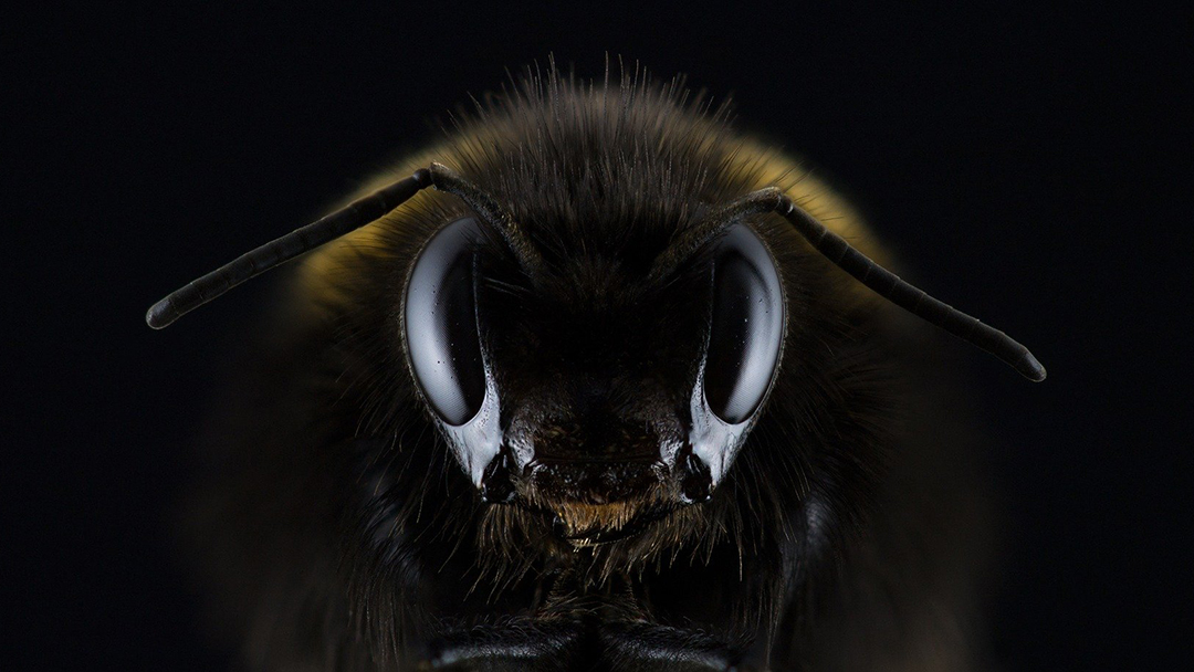 Abejas Nadar