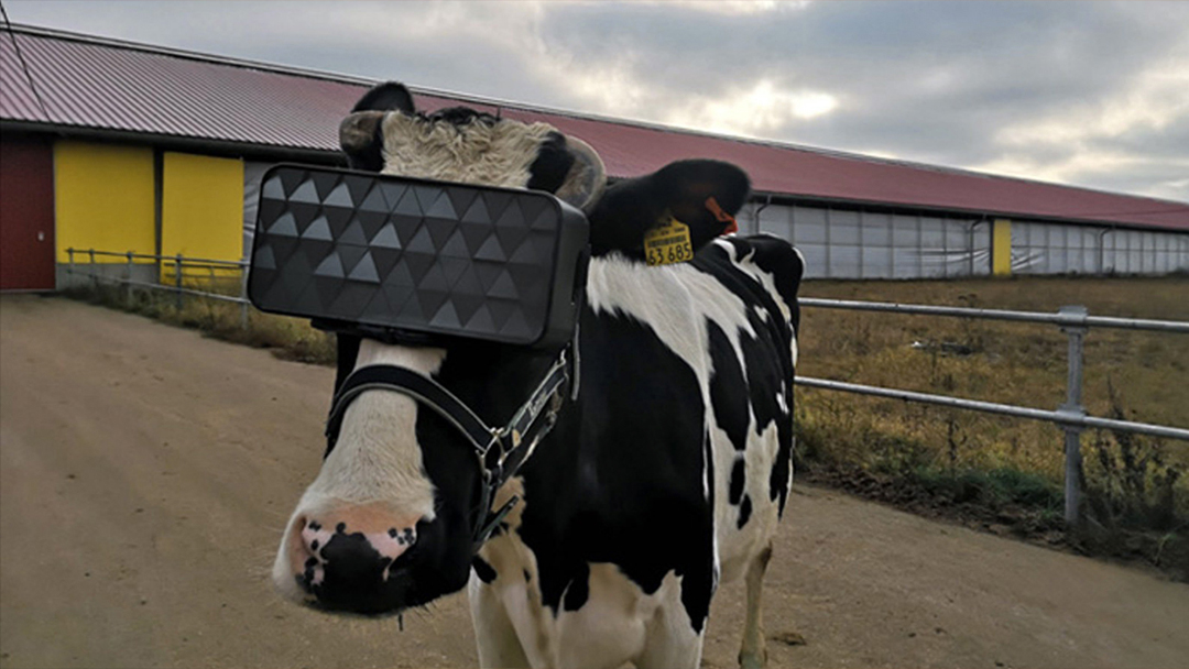 Vacas Visor VR