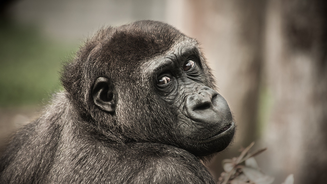 chimpance danza humana Estos Chimpancés bailando podrían explicar cómo los humanos empezamos a danzar