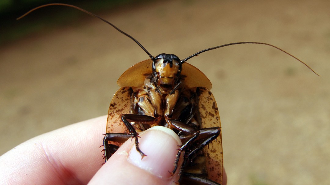 Operan a cucaracha embarazada de manera exitosa 12 Operan cucaracha embarazada