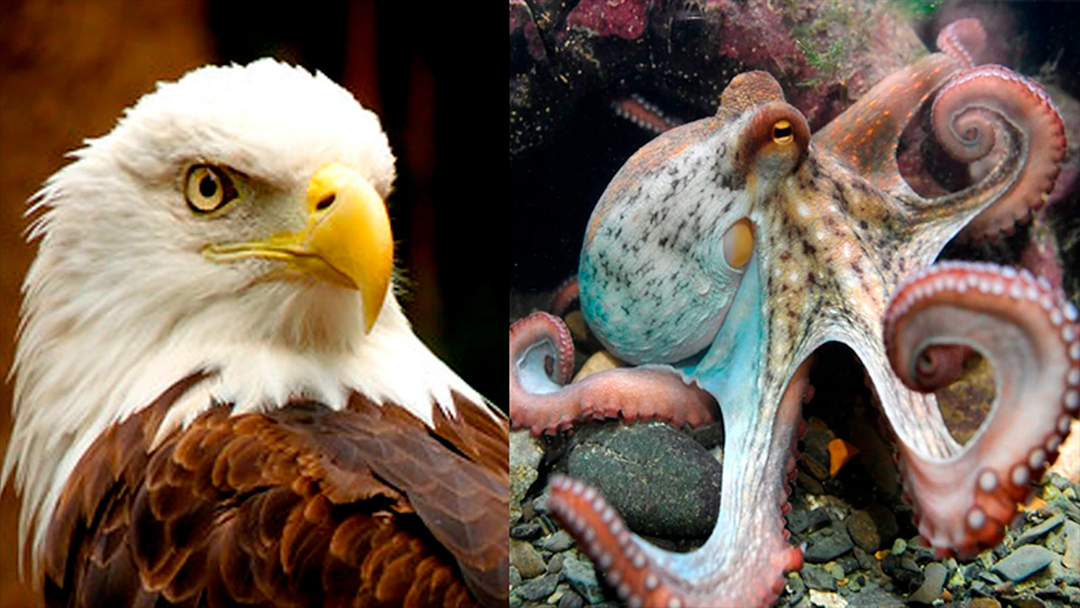 pulpo vs aguila