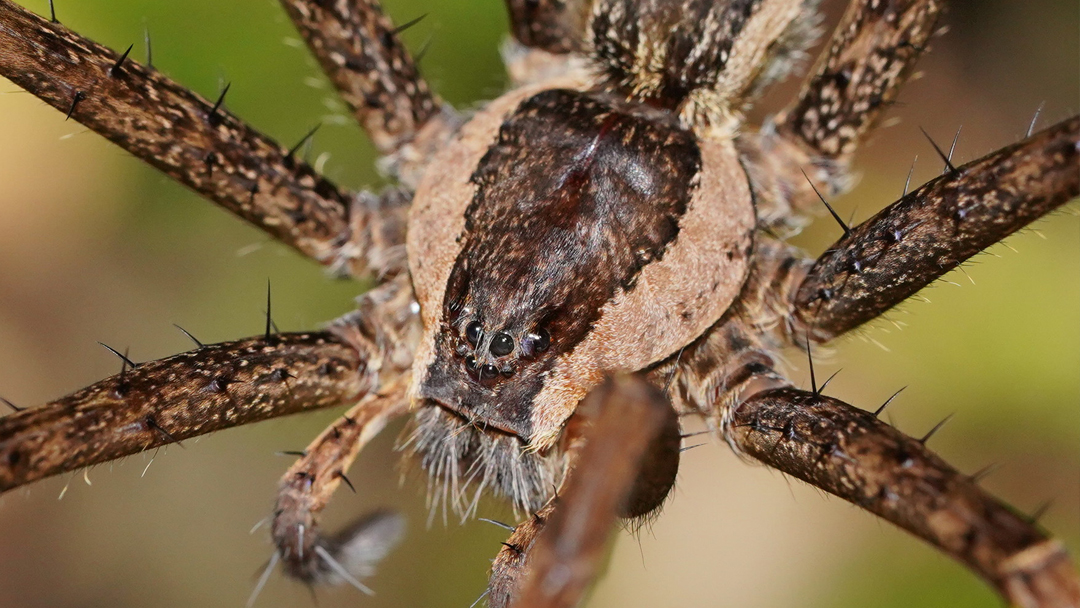 Araña Acuática Tela de Guardería Un hombre atrapó una araña que se estaba comiendo a su pez dorado
