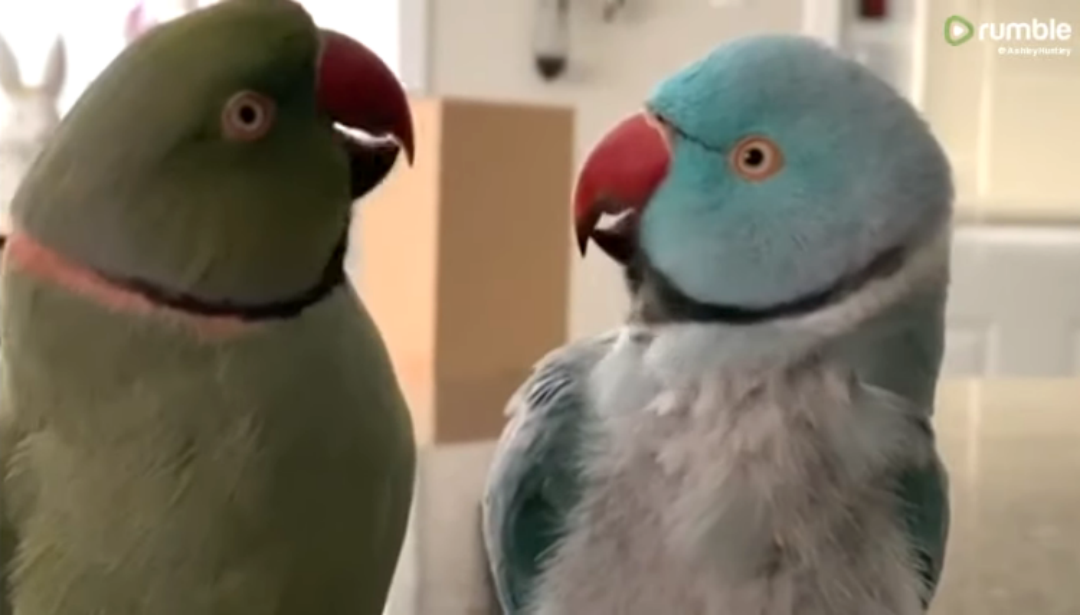 Loros Hablando