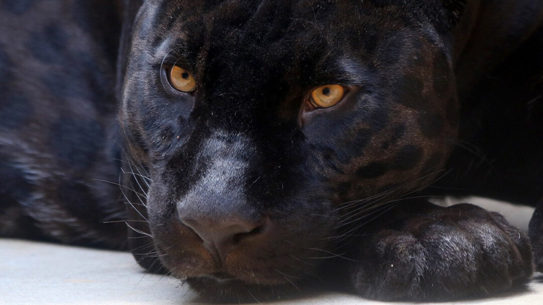 Pantera Negra